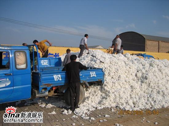 剧照-图文：棉花儿盛开热拍--工作人员在整理棉垛