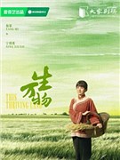 杨幂