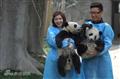 剧照-图文：林师傅在首尔剧照-林永健张瑞希抱熊猫