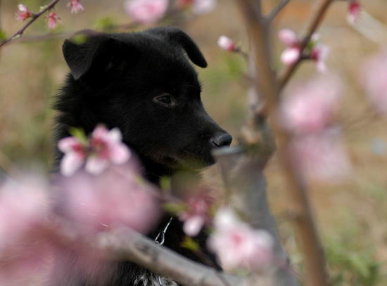 桃花源记剧情介绍